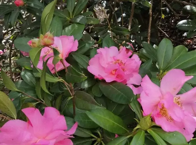 Le Camelia