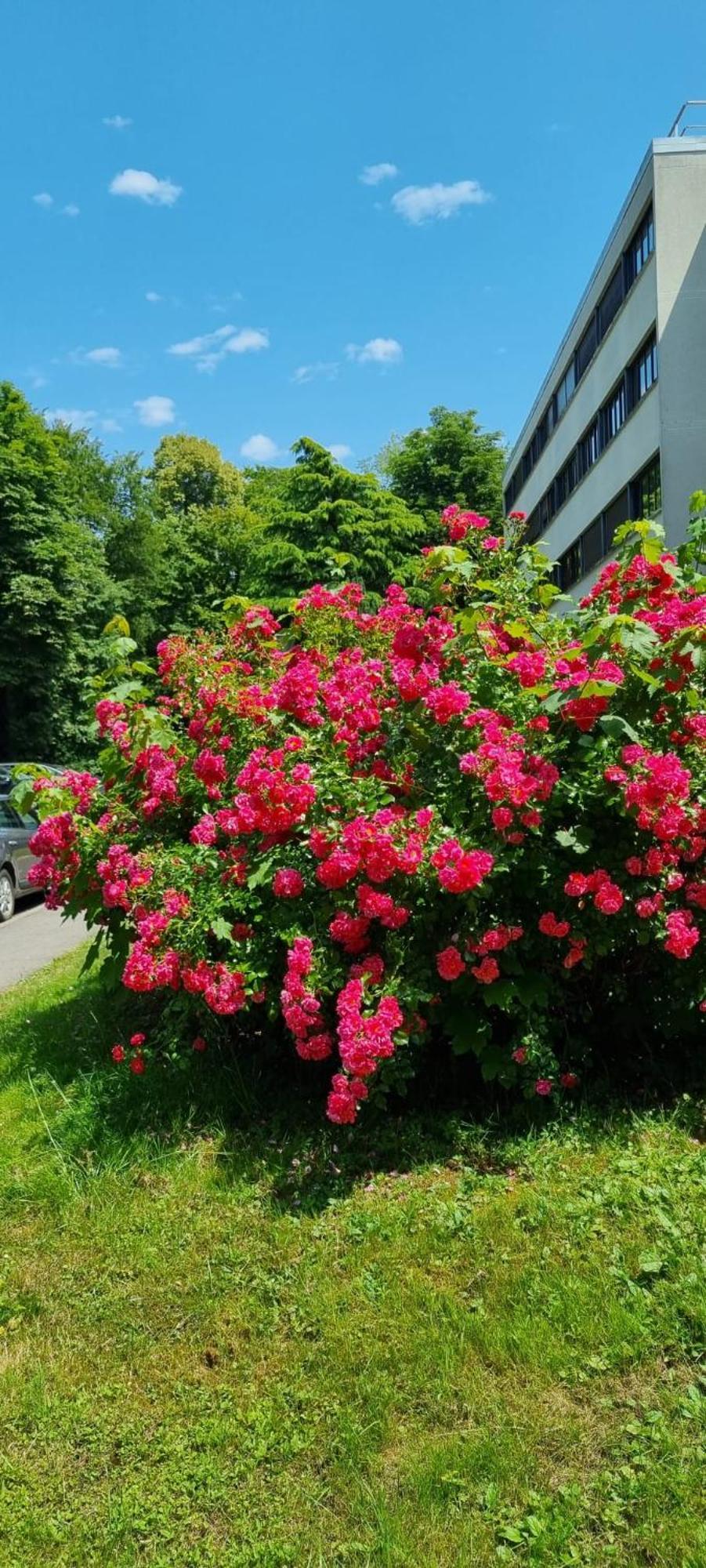 Le Camelia Vaux-le-Pénil